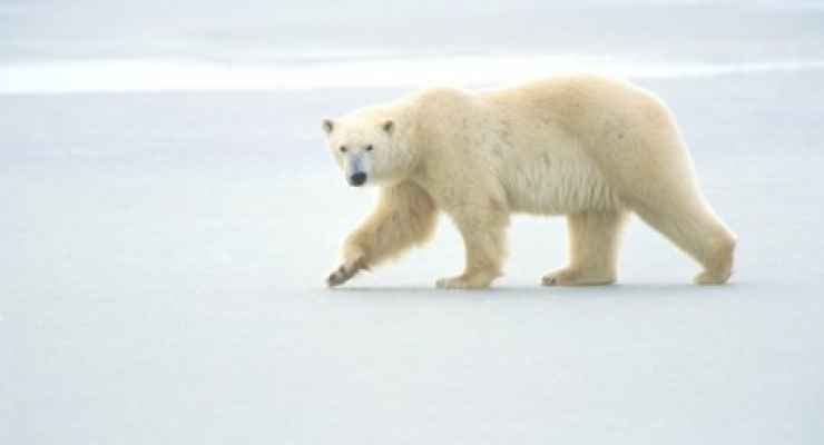 Eisbär als Symbol für den Klimawandel