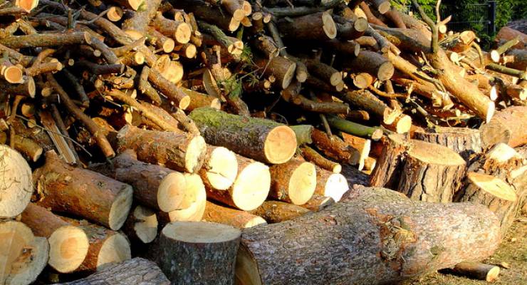 Biomasse: Holz