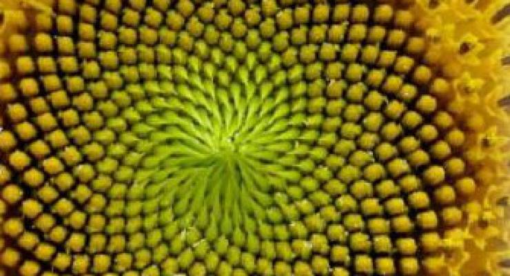 Spiralförmige Sonnenblumenkerne