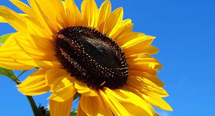 Sonnenblume; Foto: Bigstock