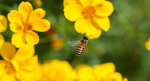 Bienen werden durch erhöhten Einsatz von Chemikalien bedroht