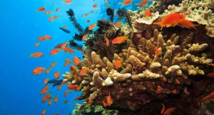 Das Great Barrier Riff ist eines der größten Ökosysteme der Welt