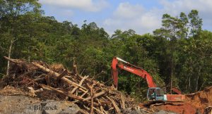 150.000 Hektar Regenwald fallen jedes Jahr der