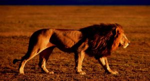 EU erlaubt Einfuhr von Löwentrophäen