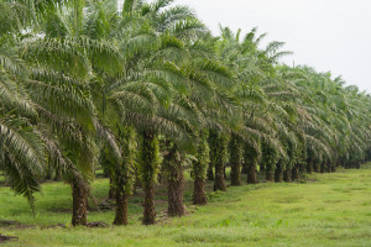 PalmölPalmöl