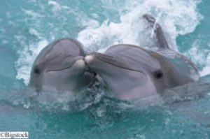 Tierschutz - Delfin-Treibjagden