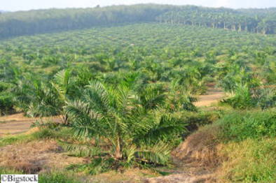 Indonesien - Raubbau der Palmöl-Industrie