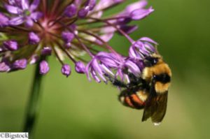 Buchtipp: Von der Intelligenz der Bienen