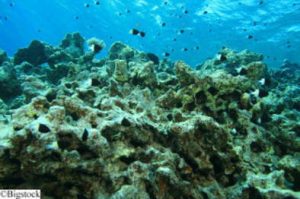 Umweltschutz - Great Barrier Reef