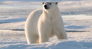 Eisbär im Gebiet Barentsee