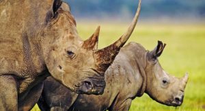 Umweltschützer sind erleichtert: Das Handelsverbot von Rhinozeros-Horn bleibt weiterhin bestehen © WWF