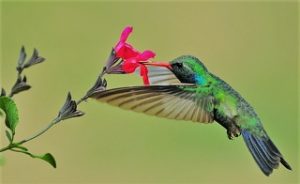 Kolibri Biomimikry Windrad