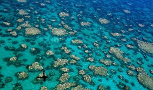 Zwei Drittel des größten Korallenriffs sind beschädigt