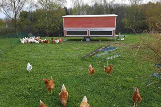 Freiland Hühner im Mobilstall, finanziert über eine gemeinschaftlich getragene Landwirtschaft