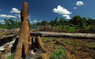 Tag der Tropenwälder: Entwaldung Brasilien 27 Prozent