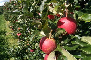Bodense Apfel Ernte 