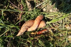 Bio für alle, krumme Karotten werden weggeworfen