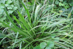 Schlitzwegerich-Pflanze mit vielen Blättern