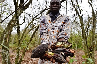 Kakaobauer hält vertrocknete Kakaobohnen in der Elfenbeinküste, deren Bäume von Insekten angefressen wurden Issouf Sanogo AFP Getty Images