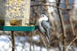 Futtersilo als Winterfutterstation für Vögel