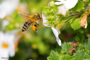 Bienen und Neonikotinoide