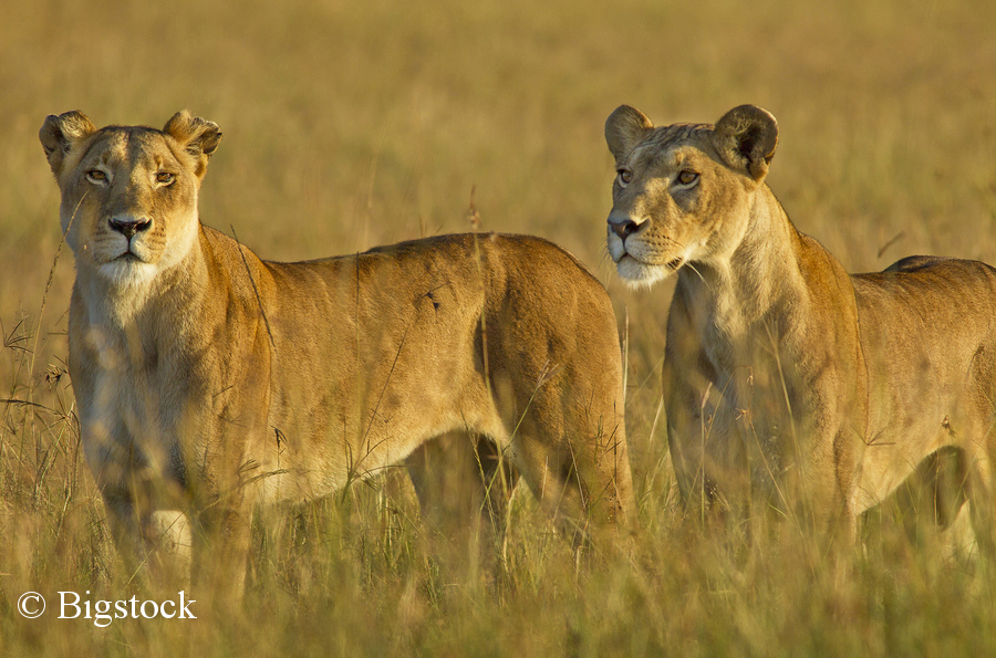 Löwen zählen zu jenen Großkatzen, die besonders stark gefährdet sind.