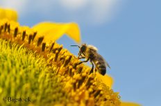 EU-Staaten beschließen Verbot bienenschädlicher Neonikotinoide, um Insektensterben aufzuhalten.