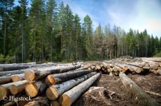 Ein Grund für den Erdüberlastungstag ist die hohe Abholzung der Wälder