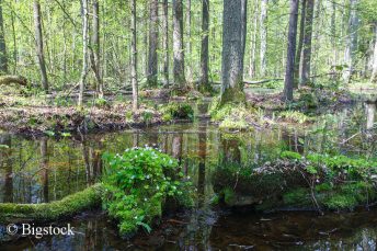 Auch der letzte verbliebene Urwald Europas gehört zu den Top 5 der bedrohten Naturerbestätten.