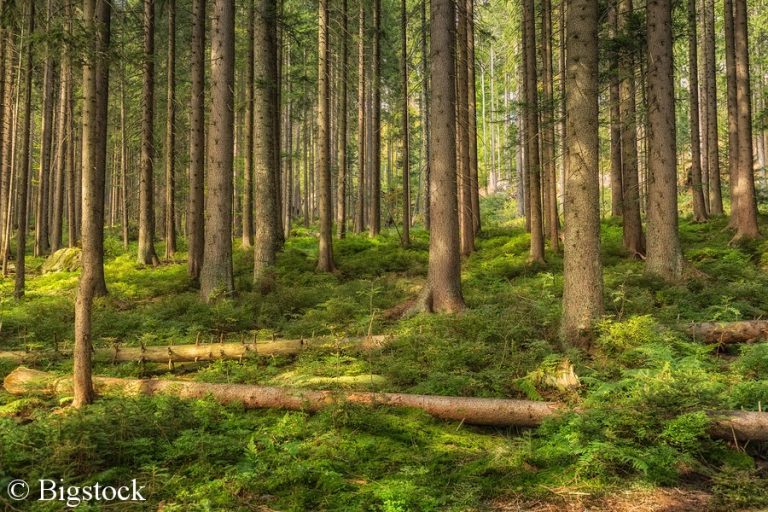 Der Waldklimafonds dient dazu, verschiedene Projekte zu fördern die zum Schutz und zum Kennenlernen der Wälder dienen.