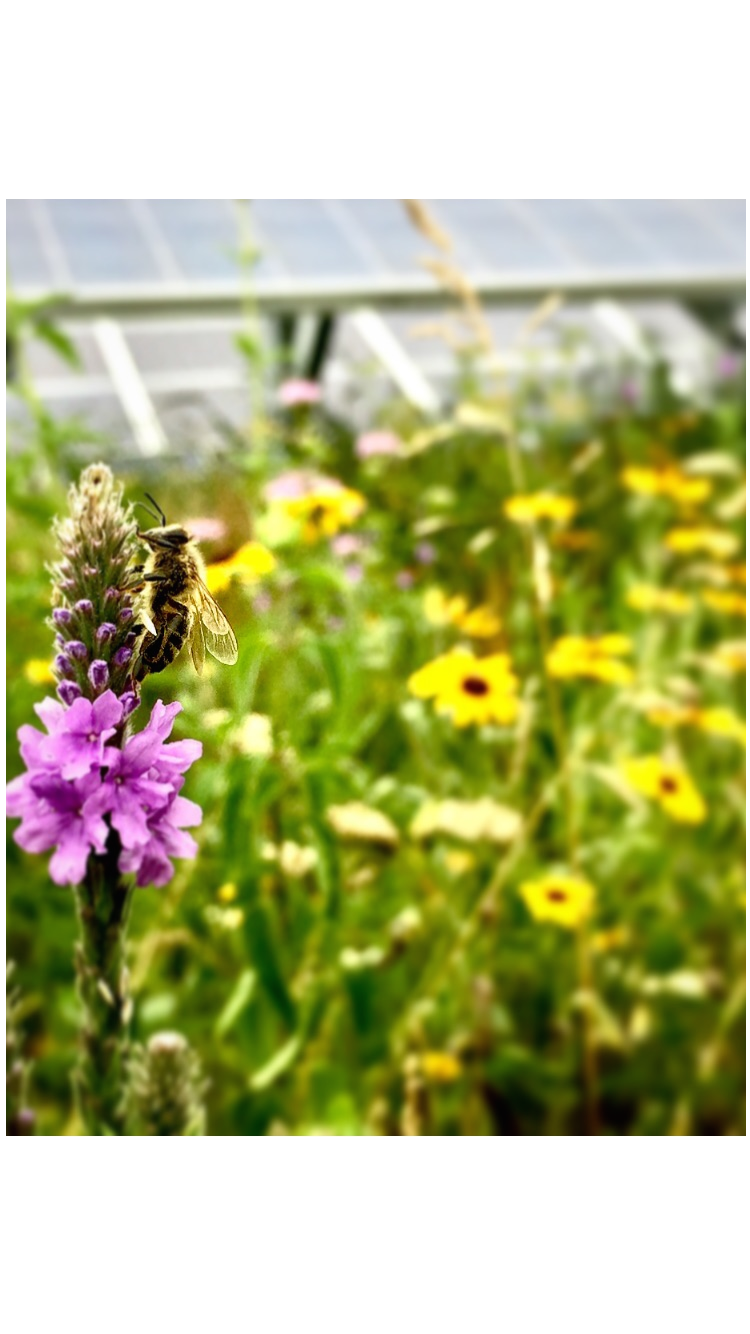 Solarhonig Bolton Bees