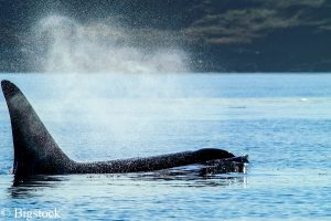 Bedrohte Orcas vor der Küste Washingtons