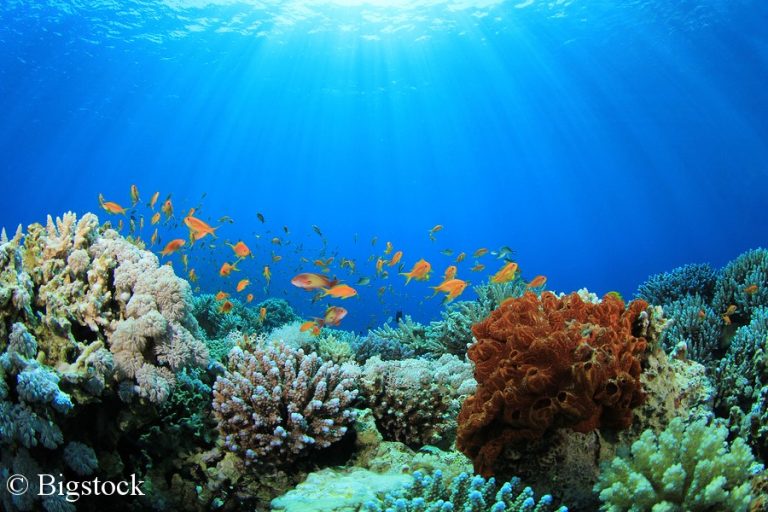 Der Jahresbericht zu den Klimatrends 2017 zeigt, dass es immer wärmer wird. Für Korallen stellt dies eine enorme Gefahr dar.