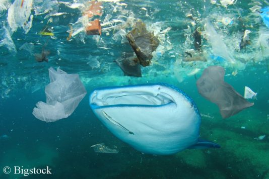 Die Umweltpolitik steht bei Problemen, wie unseren verschmutzen Meeren, in der Verantwortung.
