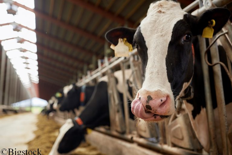 Kühe produzieren beim Verdauen Methan