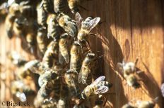 Bienenpopulationen sinken weiter. Ein neuer Impfstoff für Bienen könnte helfen.