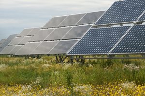 Solarenergie und Artenschutz