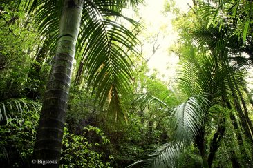© Bigstock (STILLFX) Den Regenwald schützen mit einem Click
