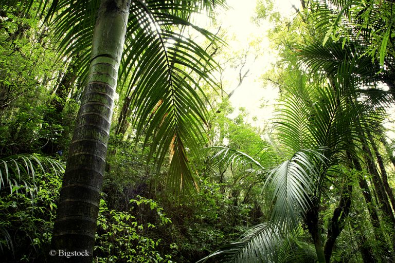 © Bigstock (STILLFX) Den Regenwald schützen mit einem Click