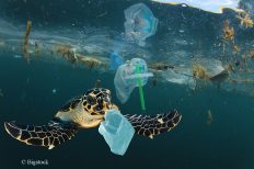 Neue Ansätze gegen die Plastikverschmutzung der Ozeane